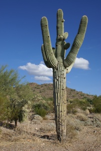 Arizona Saguaro