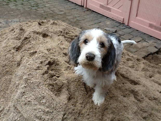 Beau! Hunde auf dem Golfplatz...?!