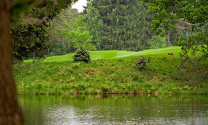 Wasser und Tierspuren beim Golf